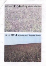c.5.jpg