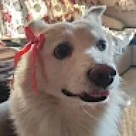 chonky_cookies